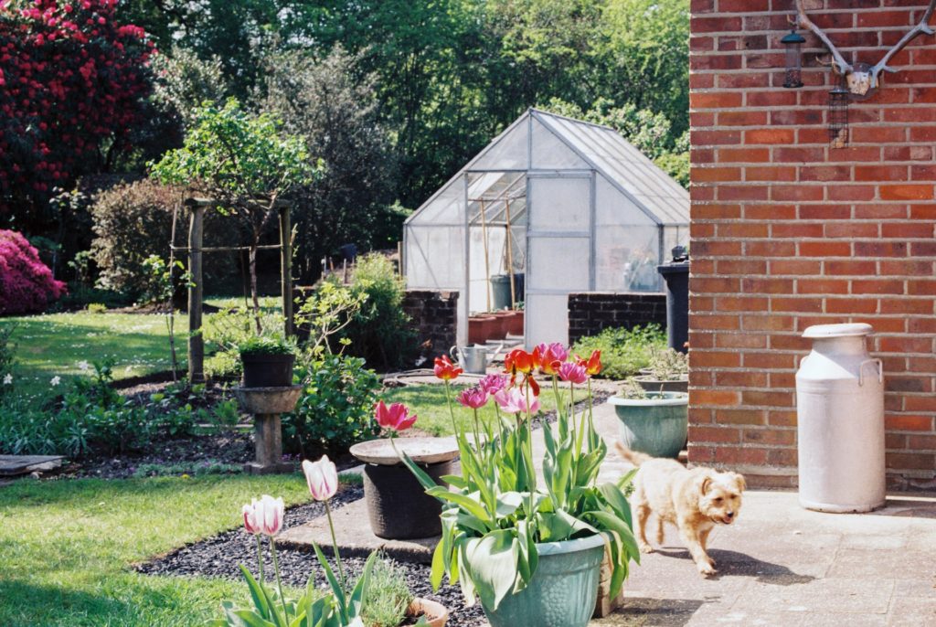 idealer Garten für Hunde