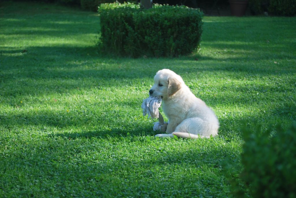 Hundewelpe mit Spielzeug im Garten