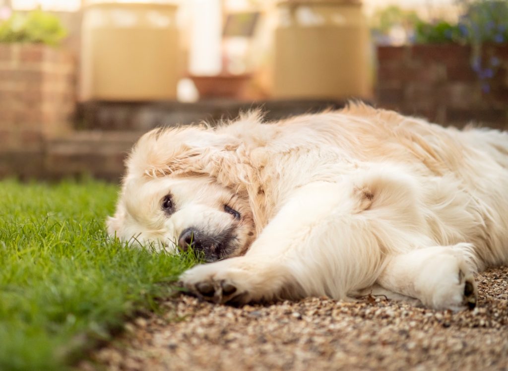 Garten für Hund gestalten und einrichten