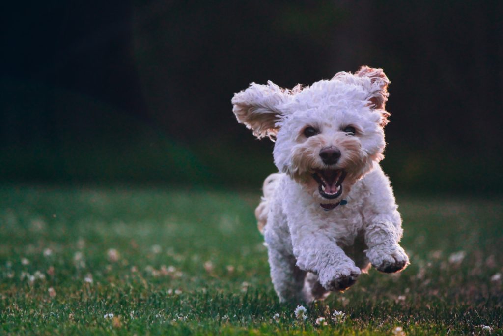 private Hundebetreuung Amriswil