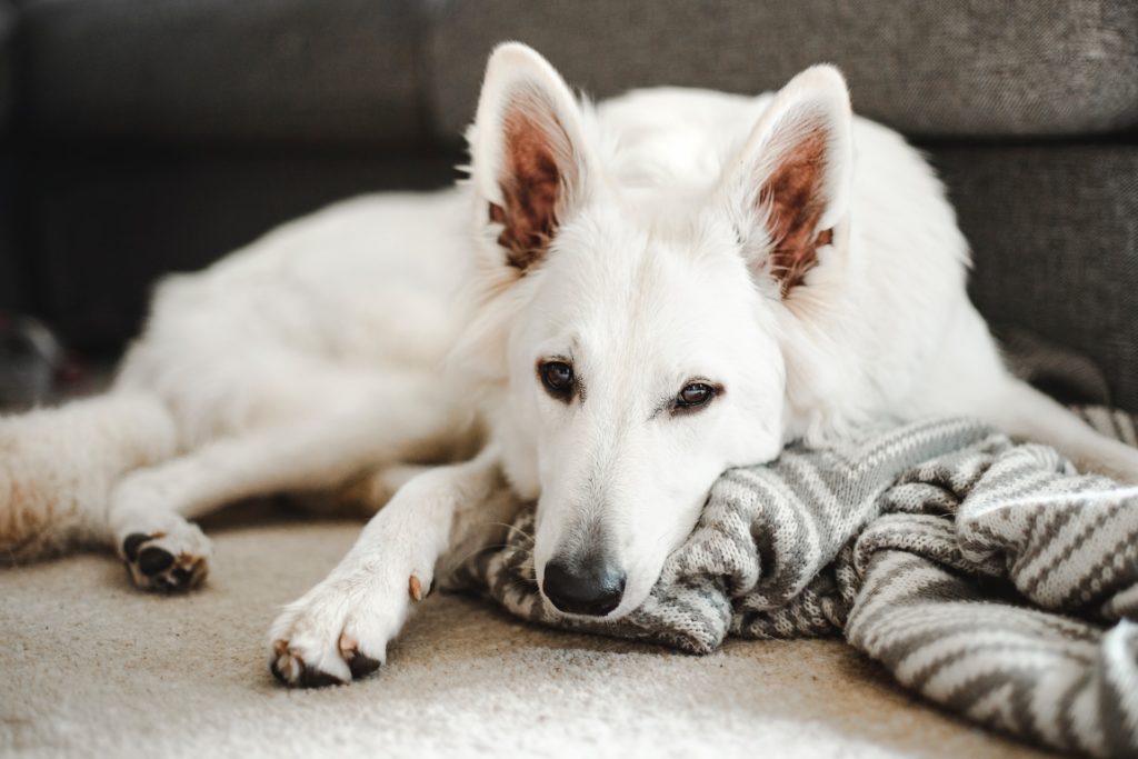 Schweizer Schäferhund in private Hundebetreuung Oftringen