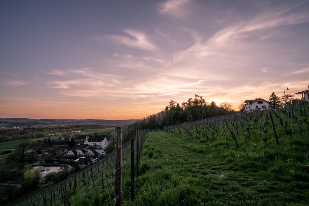 private Hundebetreuung Thurgau Gassirunde am frühen Morgen
