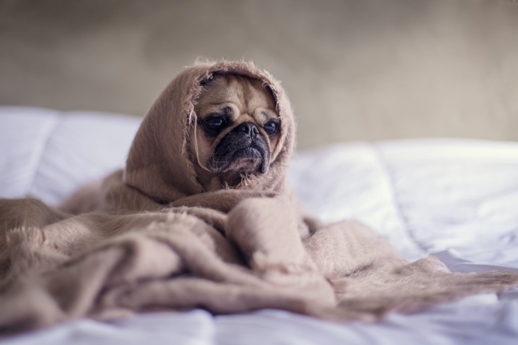 Wärme für den Hund bei schlechtem Wetter