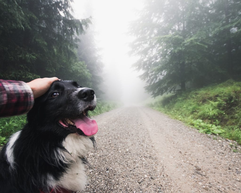 Aktivitäten im Freien mit dem Hund bei Regenwetter